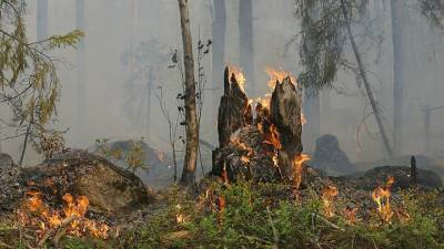 Возгорание торфяников произошло в Московской области