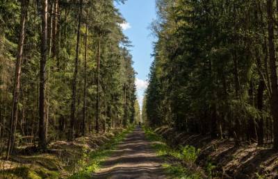 Петербуржцам снова запретили гулять в лесу