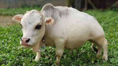 В Бангладеш обнаружили самую маленькую корову в мире - супермилые фото!