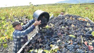 Русский стал шестым официальным языком для виноградарей и виноделов