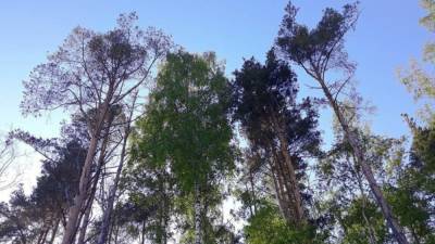 Запрет на посещение лесов в пригороде Петербурга продлили до 2 августа