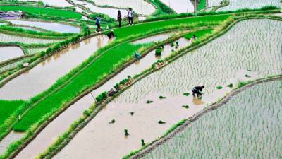 Китайские ученые собрали первый урожай "космического" риса