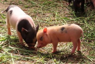 Карантин по африканской чуме свиней объявлен в одной из деревень под Псковом