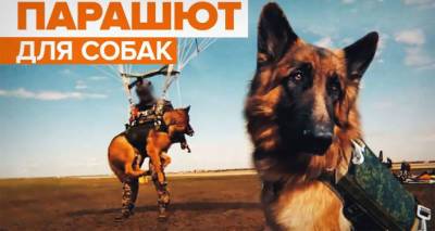 Завершены испытания созданной в России системы десантирования для служебных собак - видео