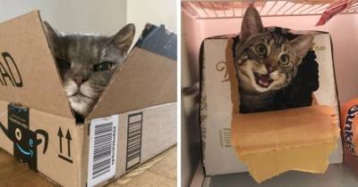17 милейших и забавных фотодоказательств того, что коты и коробки просто созданы друг для друга