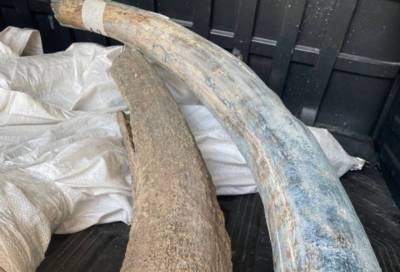 Инспекторы Россельхознадзора проверили в Пулково почти 130 кг бивней мамонта