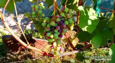 Уход за виноградом в июле – борьба с болезнями и подкормки