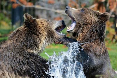 В Хабаровском крае у медведей начался период гона