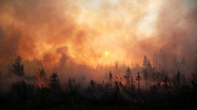 Власти Якутии ответили Ди Каприо на обещание разобраться с лесными пожарами