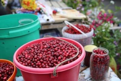 25 июля в Карелии начинается сбор ягод