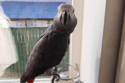 Возвращение блудного попугая: экзотическую птицу нашли в Костроме на улице Козуева