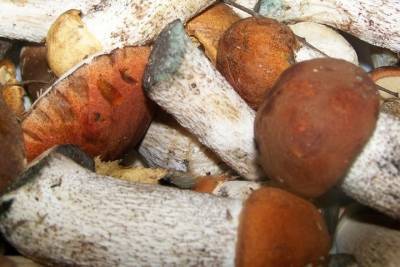 В Брянских лесах из-за жары стало меньше грибов