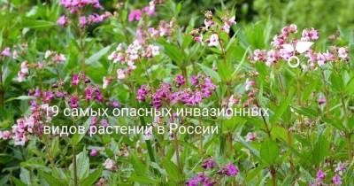 19 самых опасных инвазионных видов растений в России