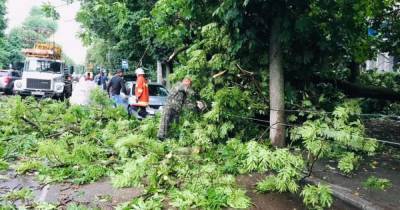 Непогода в Житомире: есть пострадавший, повалены деревья и оборваны провода (ФОТО)
