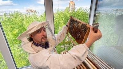Ученые объяснили, пьянеют ли пчелы из-за забродившего от жары нектара