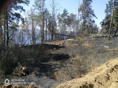 Два лесных пожара ликвидировали в Ульяновской области за неделю