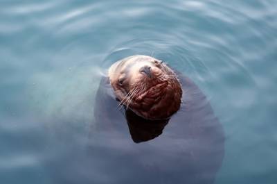 На Камчатке запретили курить и громко разговаривать на лежбищах тюленей