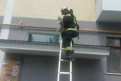 В Белгородской области застрявшего на козырьке кота пришлось снимать пожарным