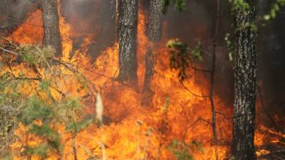 В Иркутской области горит лес на площади 10 тысяч гектаров