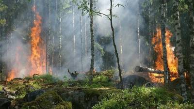 В Башкирии за сутки огонь уничтожил 11 га леса