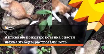 Активные попытки котёнка спасти щенка из беды растрогали Сеть
