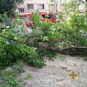 В четырех районах Запорожья сильный ветер повалил деревья на проезжую часть и автомобили. Фото