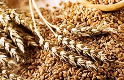 USDA увеличило прогноз урожая пшеницы в Украине