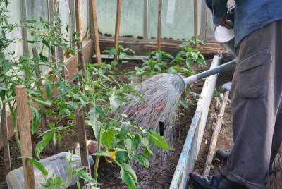 Как правильно поливать растения на садовом участке?