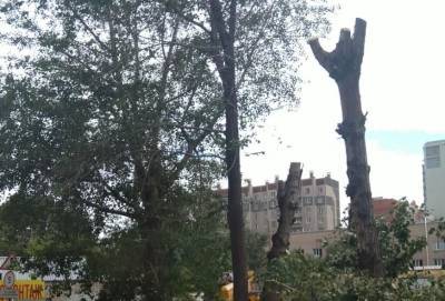 Челябинцы пожаловались на варварскую обрезку деревьев у туберкулезного диспансера