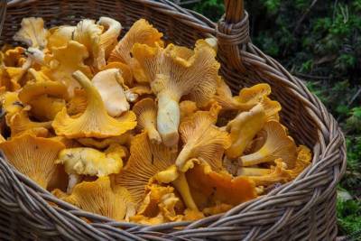 Жаркая погода сказалась на отсутствии грибов в лесах Подмосковья