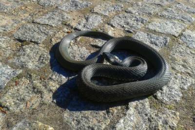Змеи выползают на улицы в Смоленске, но не замечены в Вязьме