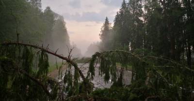 ФОТО: Буря в Даугавпилсе повалила минимум 30 деревьев