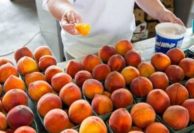 Медики назвали малоизвестные и полезные свойства персиков