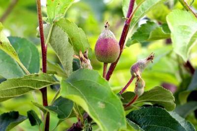 Белгородские яблоки получат около 200 млн рублей субсидий на развитие сада