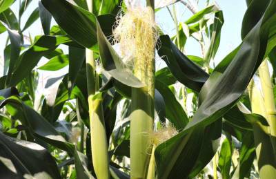 Аgricom Group ожидает значительного прироста урожайности кукурузы - agroportal.ua - Украина - Луганская обл.