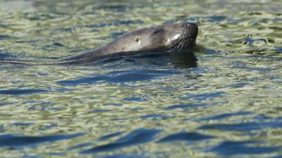 На Камчатке запретили громко разговаривать на лежбищах тюленей