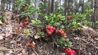 В Карелии установили сроки сбора дикорастущих ягод