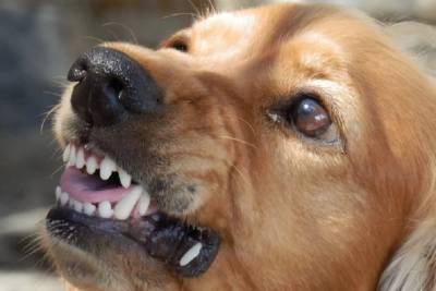 В Волхове собака покусала за губу и плечо восьмилетнего ребенка