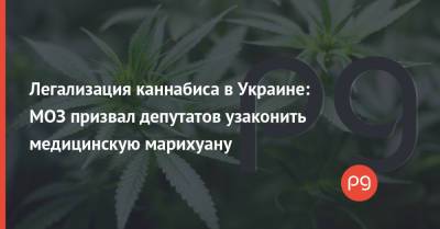 Легализация каннабиса в Украине: МОЗ призвал депутатов узаконить медицинскую марихуану
