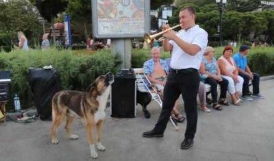 Мэр Ялты обратилась в полицию в связи с отравлением собак уличного музыканта
