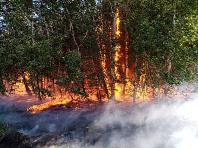 От пожара на юге Челябинской области пострадало 8 тыс. гектаров леса. Мнение лесников