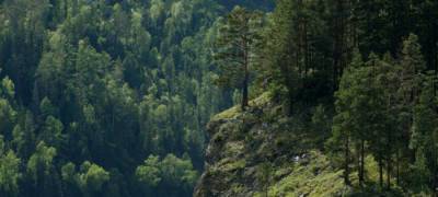 В Карелии бесплатно раздадут населению 327,2 тыс. гектаров лесного фонда