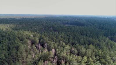 Из-за аномальной жары запреты и ограничения на посещение лесов введены в 87 районах Беларуси