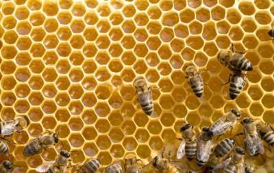 Пчеловодам придётся оформлять ветеринарно-санитарный паспорт пасеки