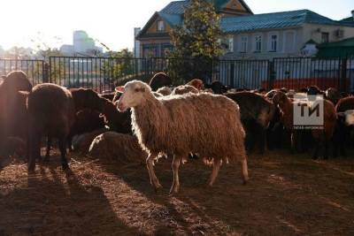 Благотворители Татарстана в Курбан-байрам планируют раздать 25 тонн мяса