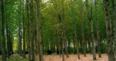 В Армении будет инвестировано 18,7 млн долларов в расширение лесных массивов