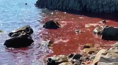 Черное море в Геленджике окрасилось в багровый цвет (Видео)