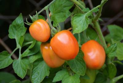 Богатый урожай: названа лучшая подкормка помидоров в июле