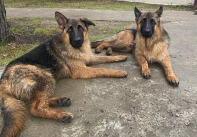 Тверские полицейские-кинологи помогли вернуть домой двух собак-«потеряшек»