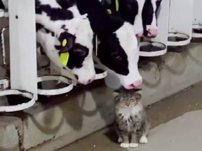 «И молоко всегда есть, и приласкают»: кот нашел райское местечко для жизни